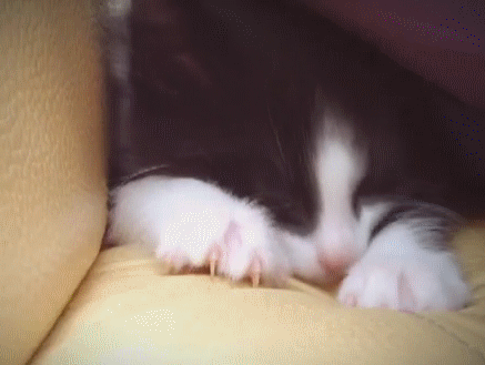 a3885c888f6af28291d66a089ac94f4e.gif