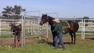 живность, фото, позитив