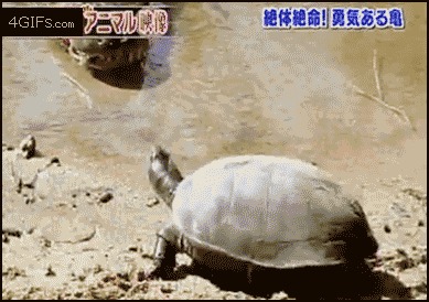 �������, �����