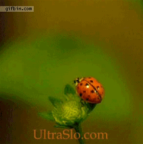 gif, факты, демонстрация