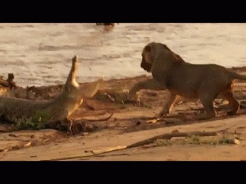 ��������, ���-��������, �����, ����������