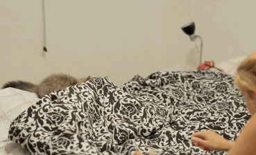 котики, фото, гифки, позитив