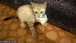 котики, фото, гифки, позитив