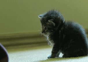 котики, фото, гифки, позитив