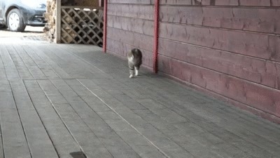 живность, позитив, фото, гифки