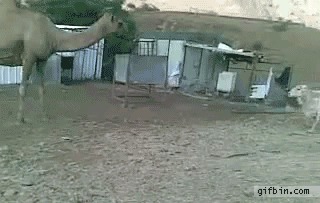Гифки gif, анимация
