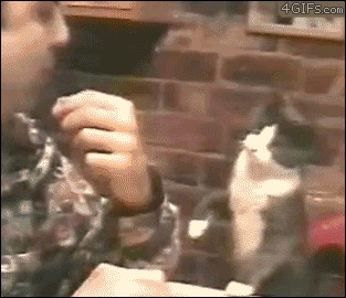 Гифки gif, анимация