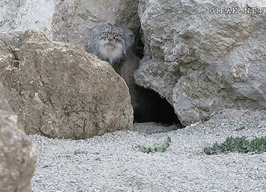 Гифки gif, анимация