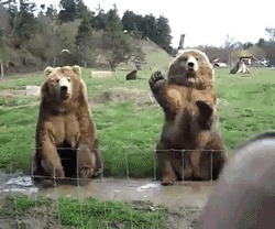 медведи, прикол