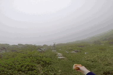 программист, гифки, юмор