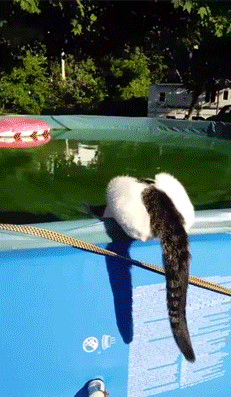 b2ec00005cac39db629ec5d804a04b10.gif