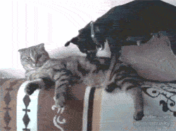31822564c599511c1f6e245eab12a6ec.gif