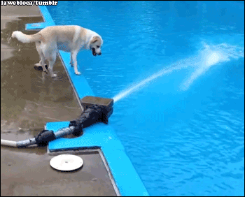 gif, гив