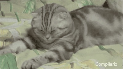 животные, сон, отдых