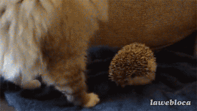 3_4.gif