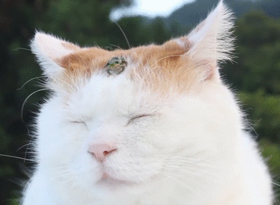 9.gif