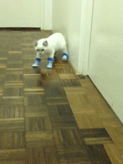 хозяин, животные, идиот