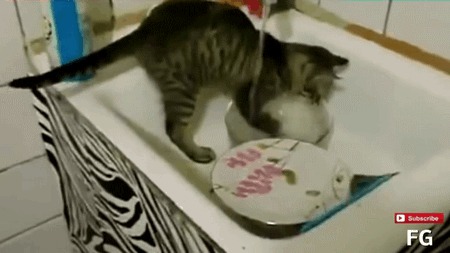 �����, ����