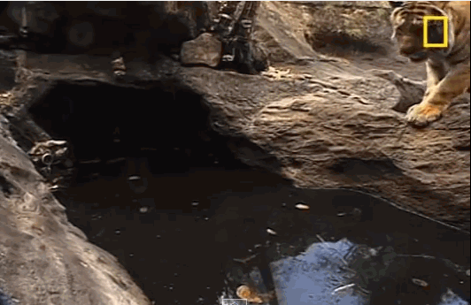 юмор, гифки