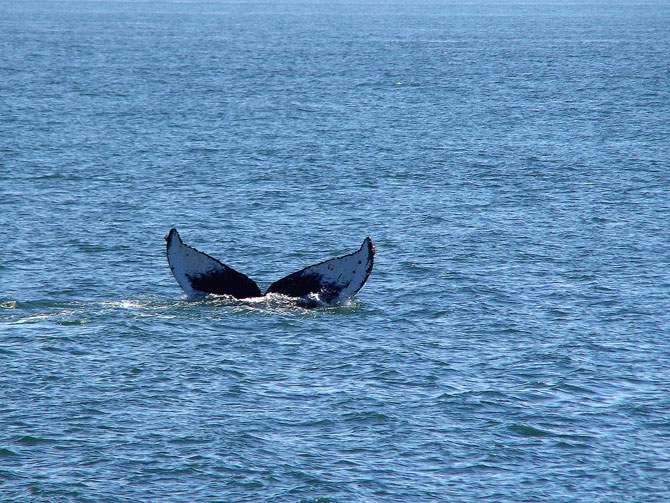 Самый одинокий кит в мире кит, одиночество