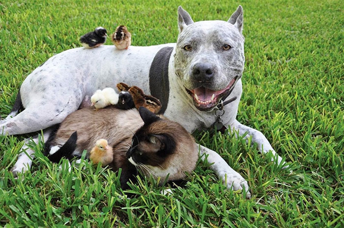 50 случаев удивительной дружбы животных дружба, животное