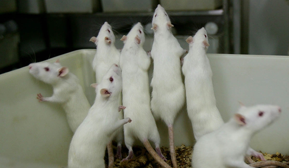 Эксперимент «Вселенная-25»: как рай стал адом мыши, наука, социальная психология