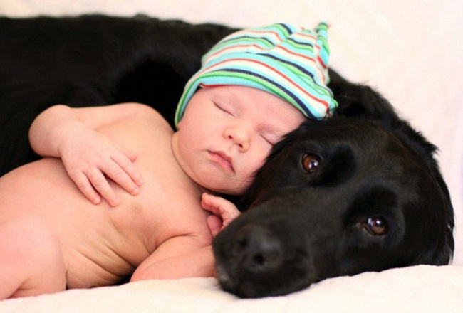 http://s.fishki.net/upload/post/201412/02/1339454/10379110-r3l8t8d-650-small-babies-children-big-dogs-301__880.jpg