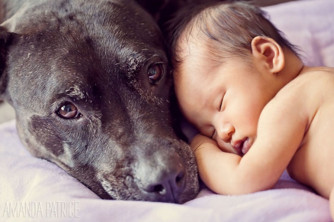 http://s.fishki.net/upload/post/201412/02/1339454/10383460-r3l8t8d-650-small-babies-children-big-dogs-1__880.jpg