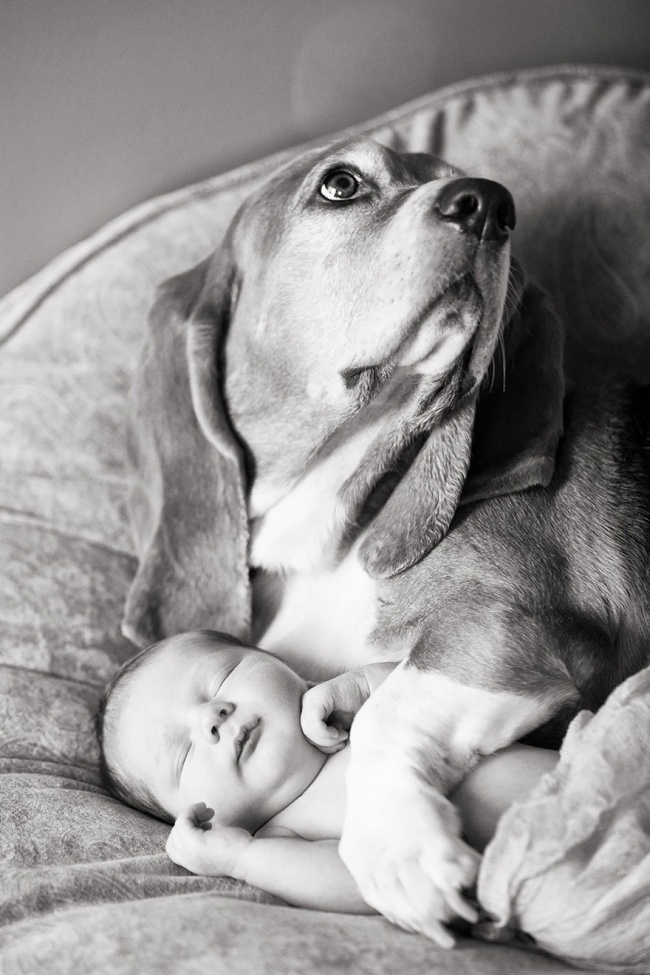 http://s.fishki.net/upload/post/201412/02/1339454/10383560-r3l8t8d-650-small-babies-children-big-dogs-6__880.jpg