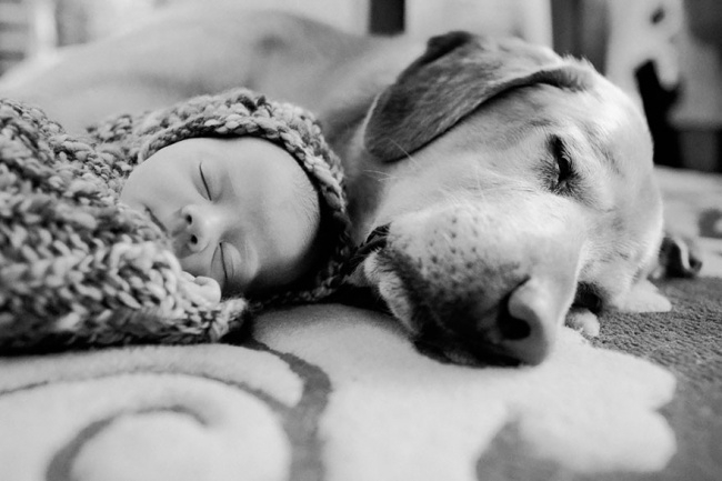 http://s.fishki.net/upload/post/201412/02/1339454/10383660-r3l8t8d-650-small-babies-children-big-dogs-11__880.jpg