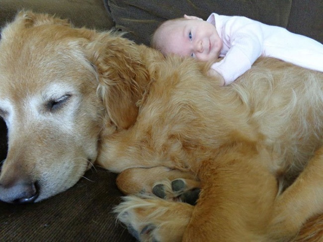 7171910-r3l8t8d-650-cute-big-dogs-and-babies-6.jpg