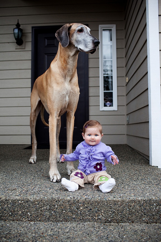 7172060-r3l8t8d-650-cute-big-dogs-and-babies-35.jpg