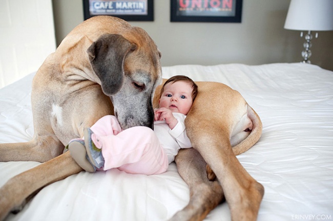 http://s.fishki.net/upload/post/201412/02/1339454/7172160-r3l8t8d-650-cute-big-dogs-and-babies-31.jpg