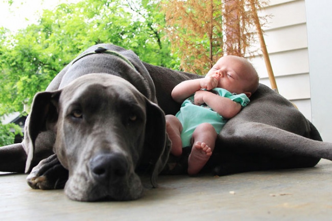 7172310-r3l8t8d-650-cute-big-dogs-and-babies-12.jpg