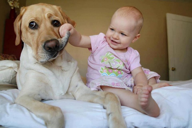 http://s.fishki.net/upload/post/201412/02/1339454/7172460-r3l8t8d-650-cute-big-dogs-and-babies-32.jpg