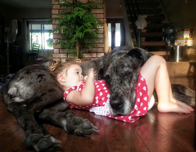 7172510-r3l8t8d-650-cute-big-dogs-and-babies-5.jpg