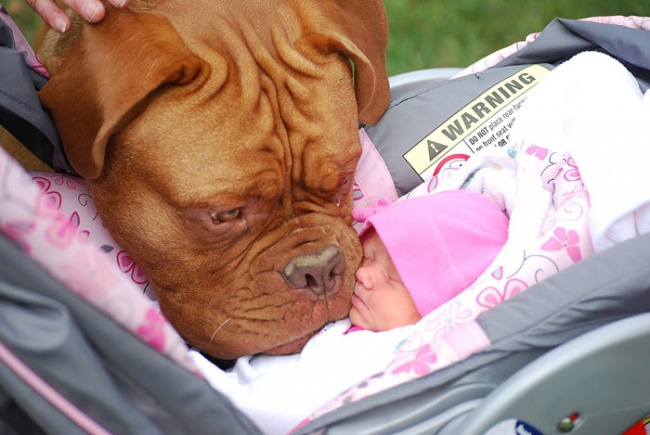 7172560-r3l8t8d-650-cute-big-dogs-and-babies-15.jpg