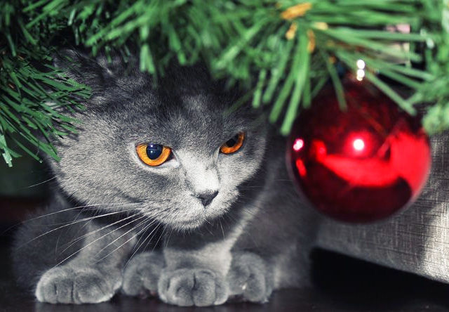 25 домашних животных, которые помогают украшать дом елка, животные, новый год