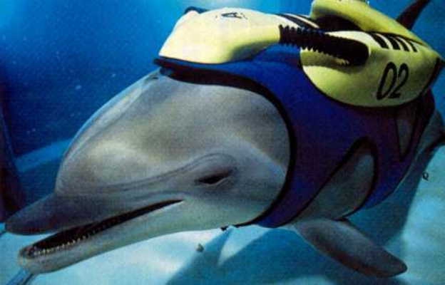 Военные провели первые учения с боевыми дельфинами в Крыму боевые дельфины, крым, россия, украина.