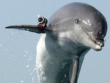 Военные провели первые учения с боевыми дельфинами в Крыму боевые дельфины, крым, россия, украина.
