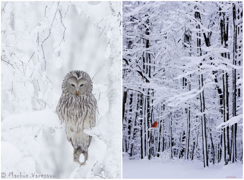 Атмосферные фотографии самого волшебного времени года зима, погода, фото