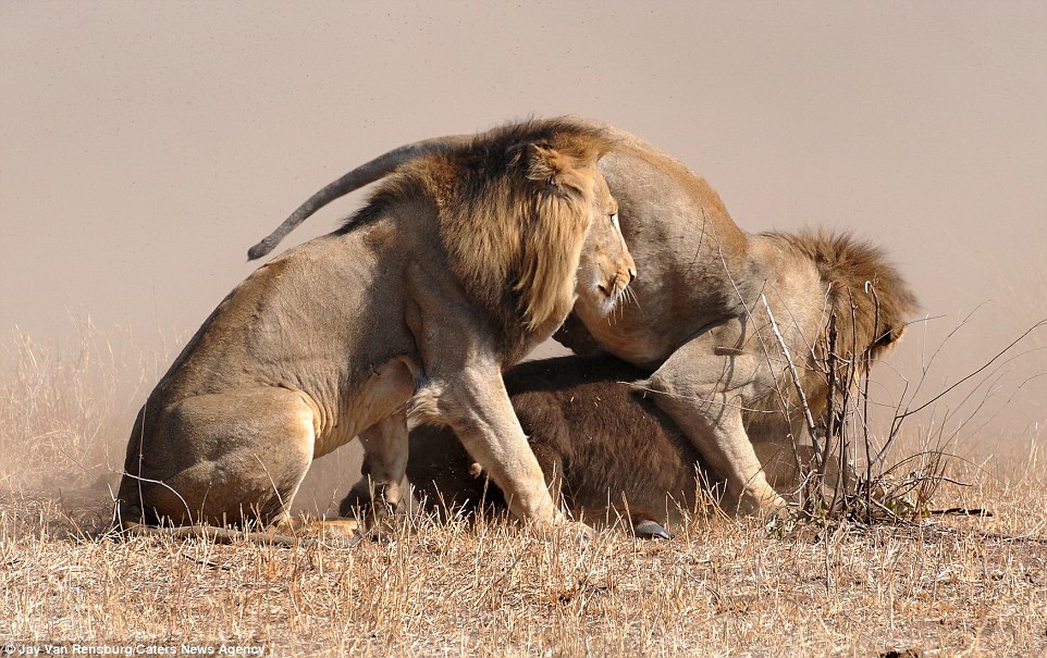 Отважная мать вырвала своего теленка из цепких лап льва живность, события, фото