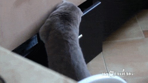 вина, питомцы, юмор