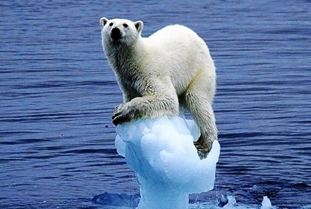  Интересные факты из жизни полярных медведей полярные медведи, факты