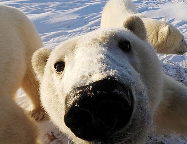  Интересные факты из жизни полярных медведей полярные медведи, факты