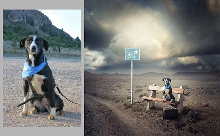 Спасительный сюрреализм собака, сюрреализм, фото