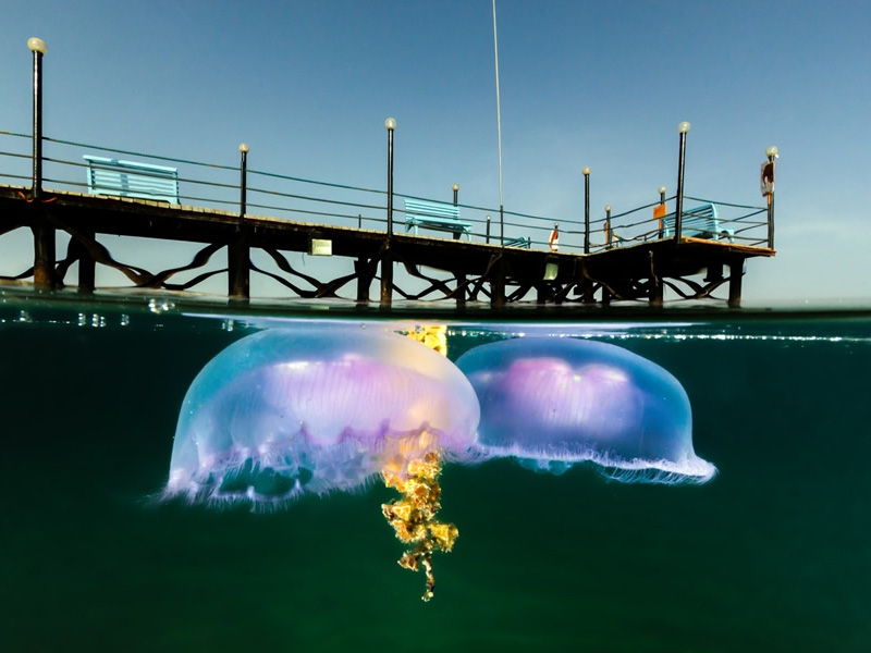 10 унікальних полуподводних фотографій підводна зйомка, фото