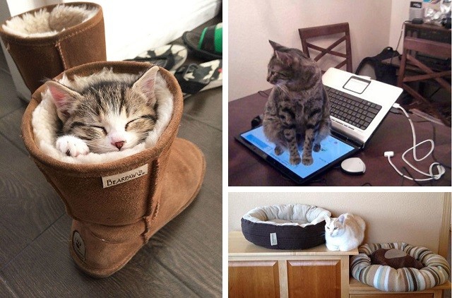 21 пример феноменальной кошачьей логики животные, кошки, логика