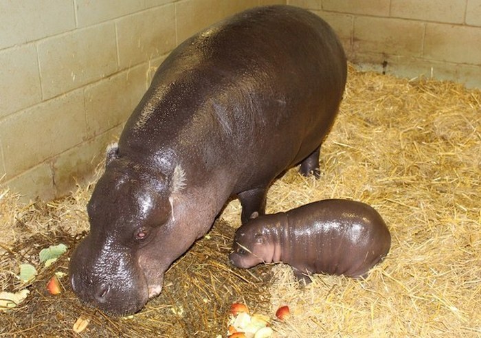 Знакомьтесь, это новорожденный бегемотик бегемот, животные