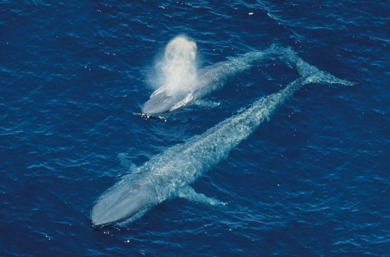  Самое большое современное животное в мире, животные, кит